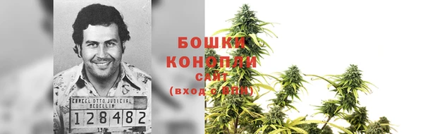 прущие грибы Новодвинск
